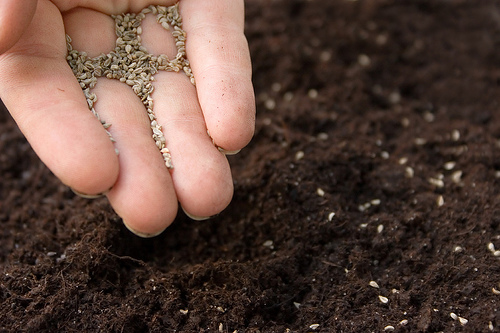 Photo of planting seeds in rich soil